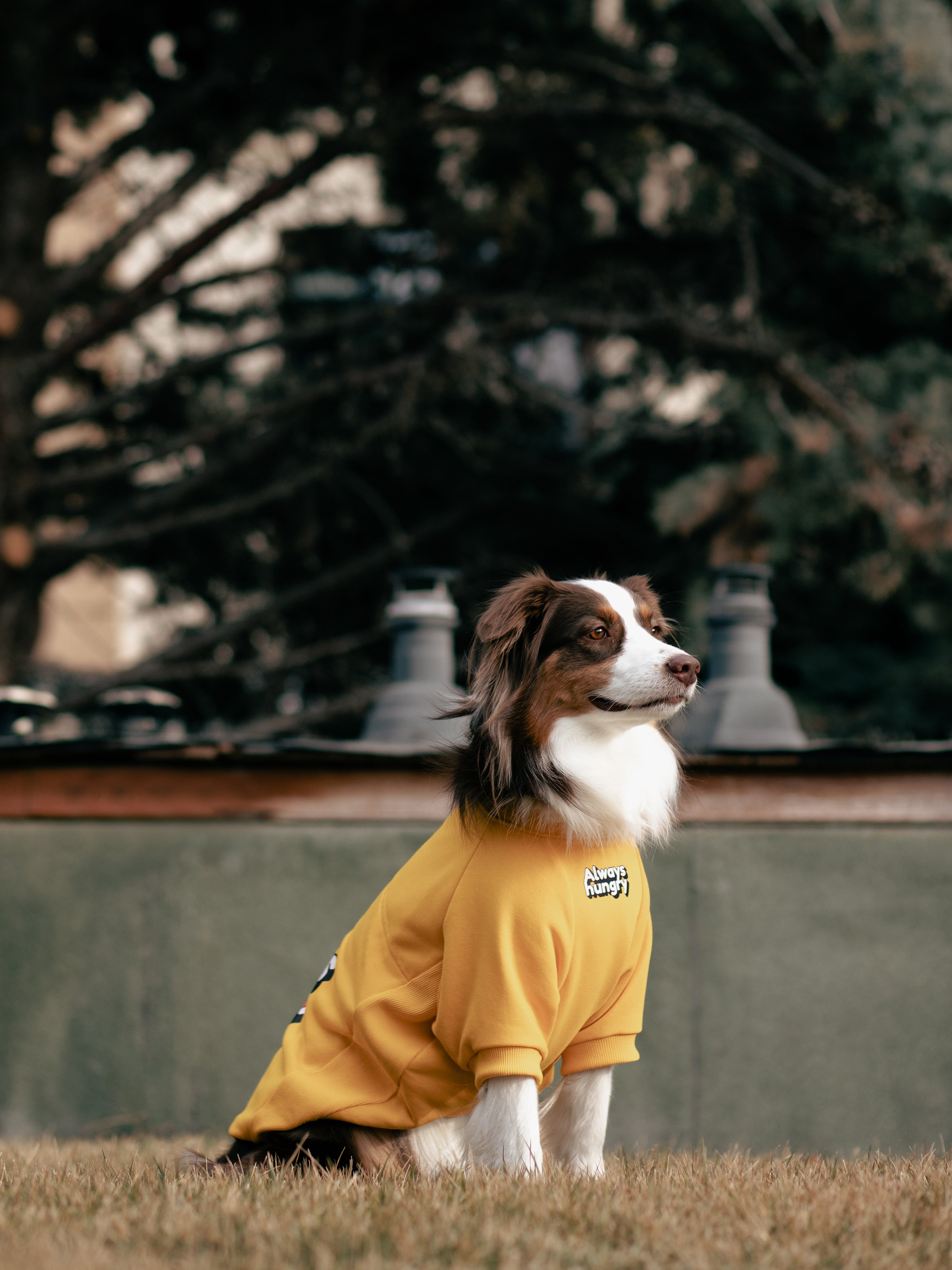 I am”.. Sweatshirts Collection -Always Hungry 🍩
