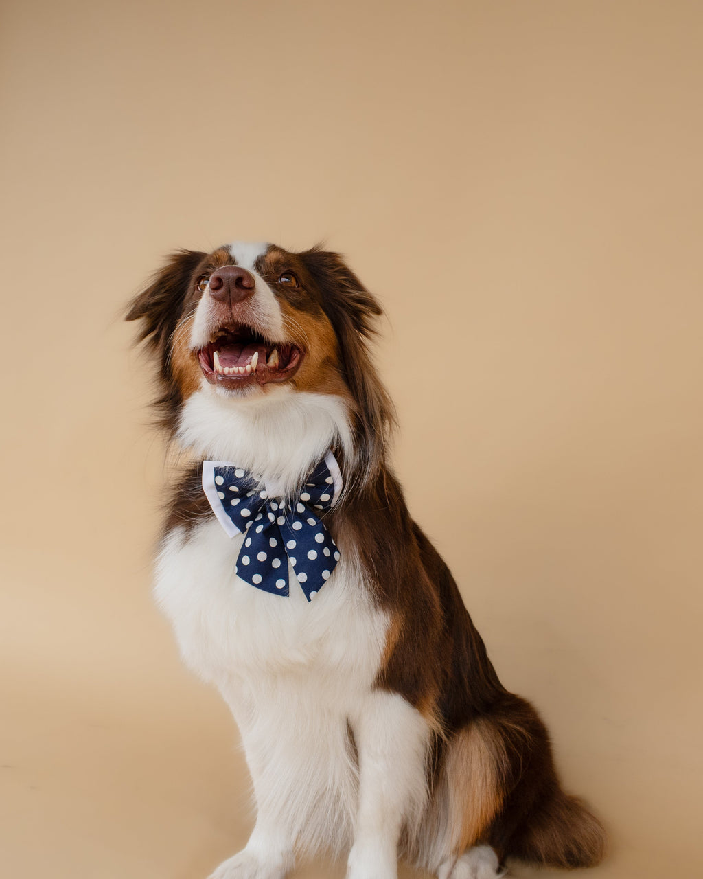 | Ribbon Bow | Navy Polka