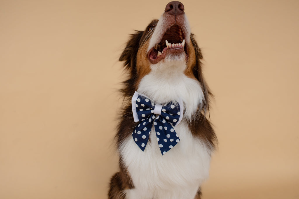 | Ribbon Bow | Navy Polka