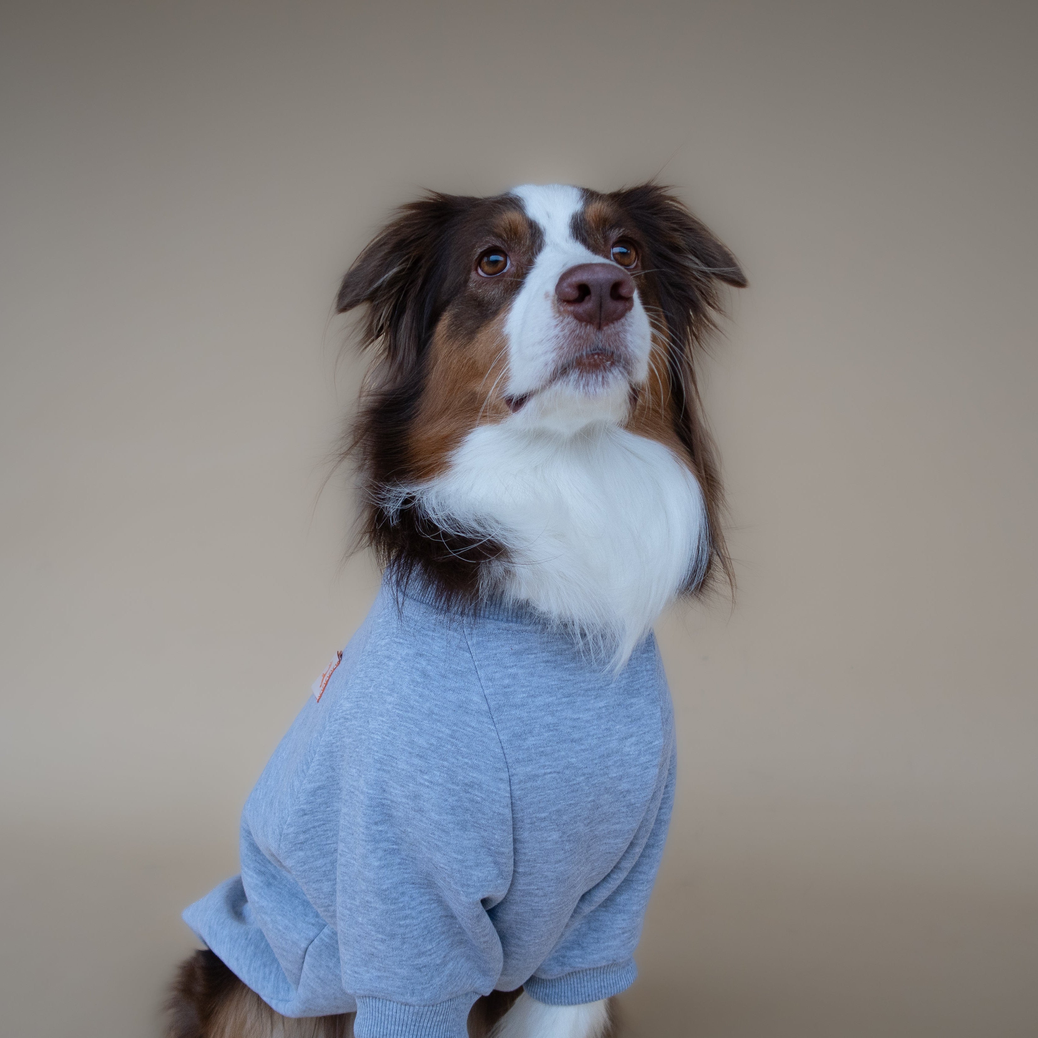Love Paws Sweatshirt | Heather Grey